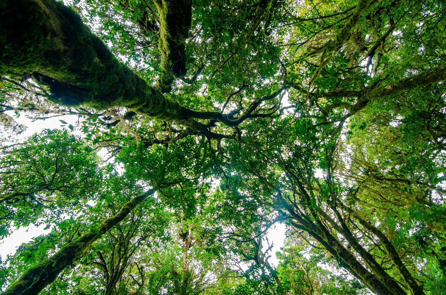 rain-forest-doi-inthanon-cloud-forest-chiang-mai-thailand.jpg