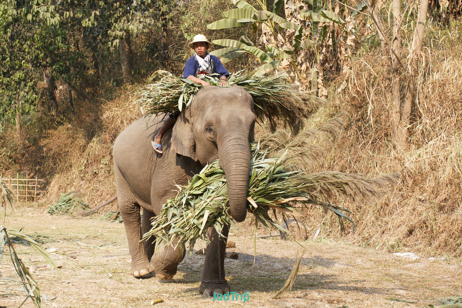 thai-elephant-was-take-bath-with-mahout-maesa-elephant-camp.jpg
