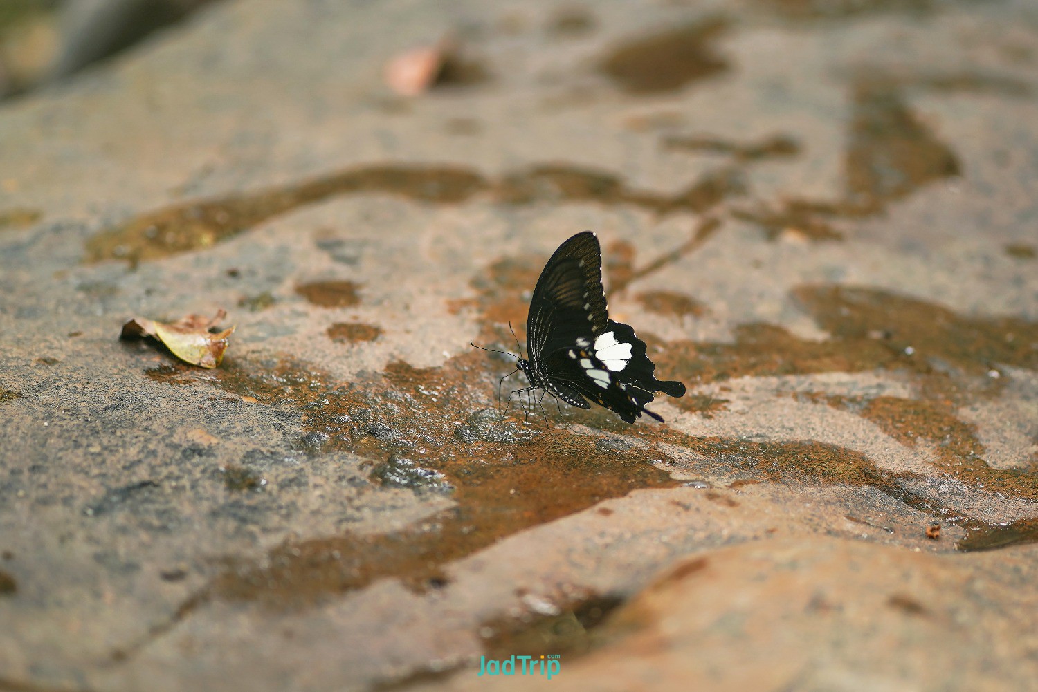 butterfly-standing-stone.jpg