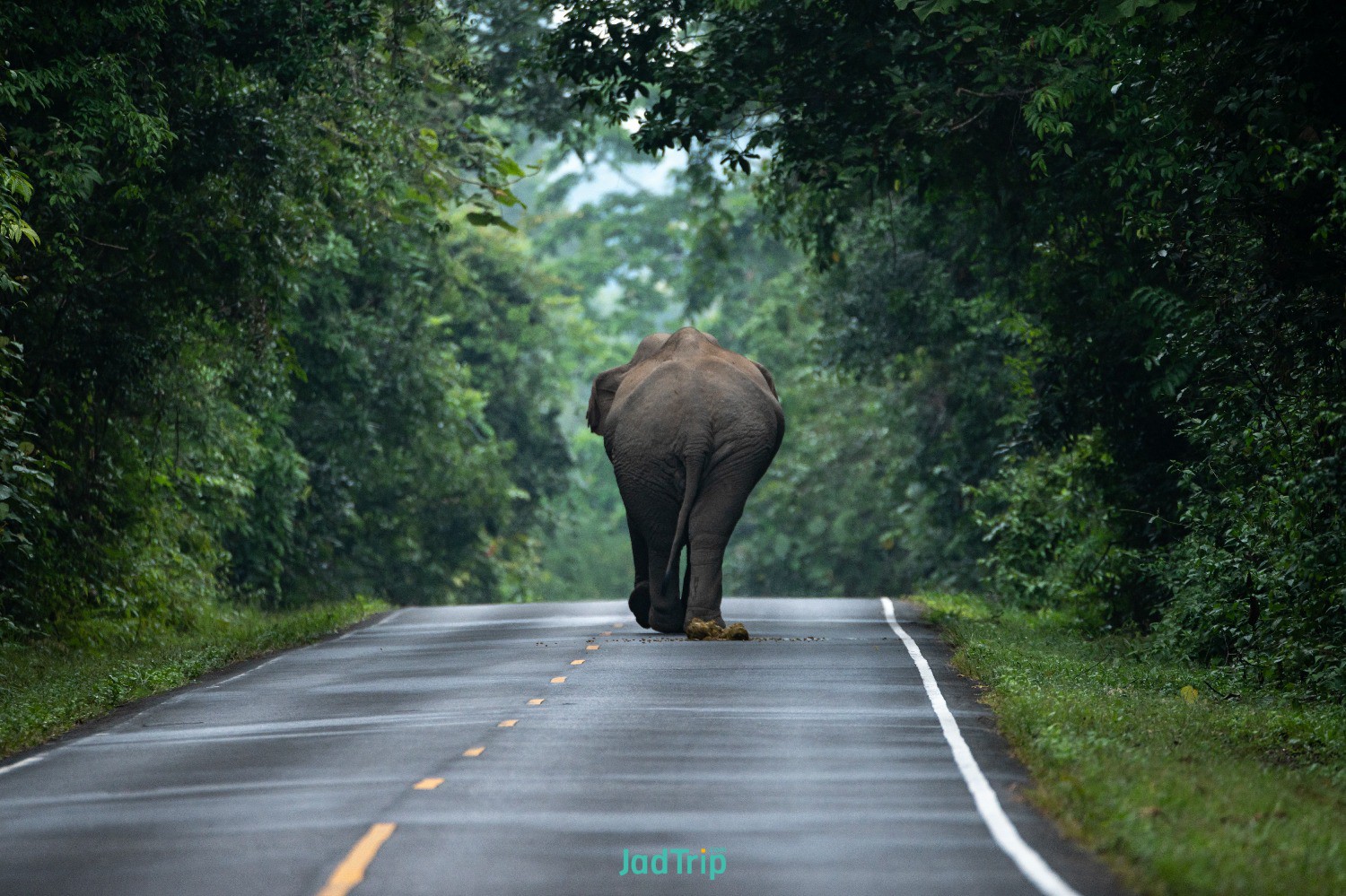 wild-asian-elephant-walking-lay-down-ground-relaxing-grass-flield-khao-yai-natur.jpg