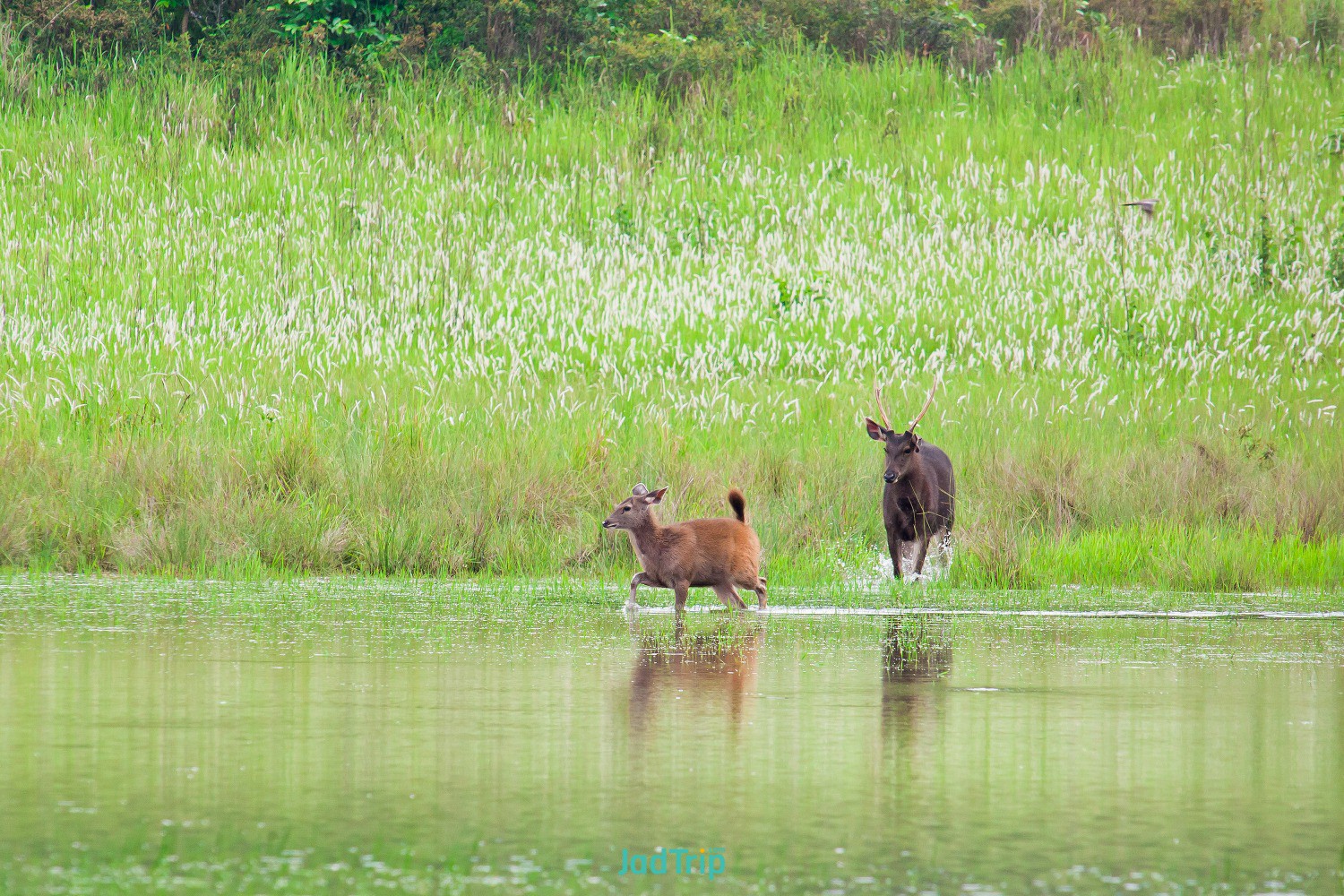 sambar-deers-khao-yai-national-park.jpg