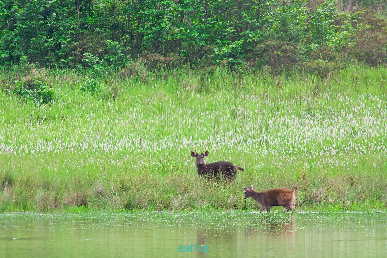 sambar-deers-khao-yai-national-park.jpg