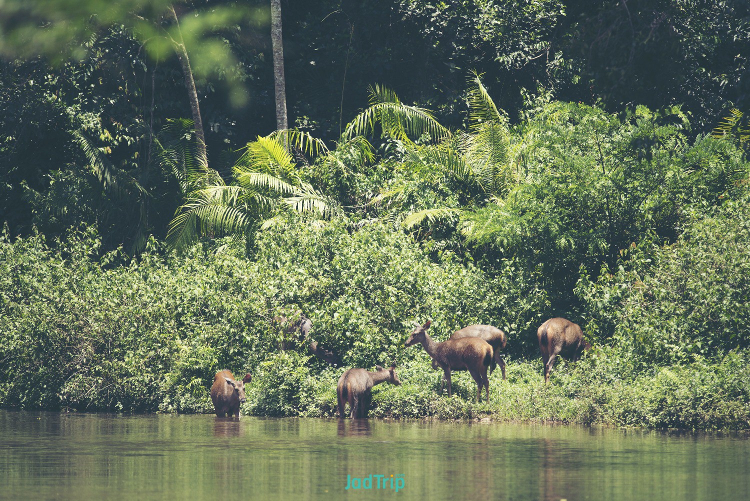 sambar-deers-khao-yai-national-park.jpg