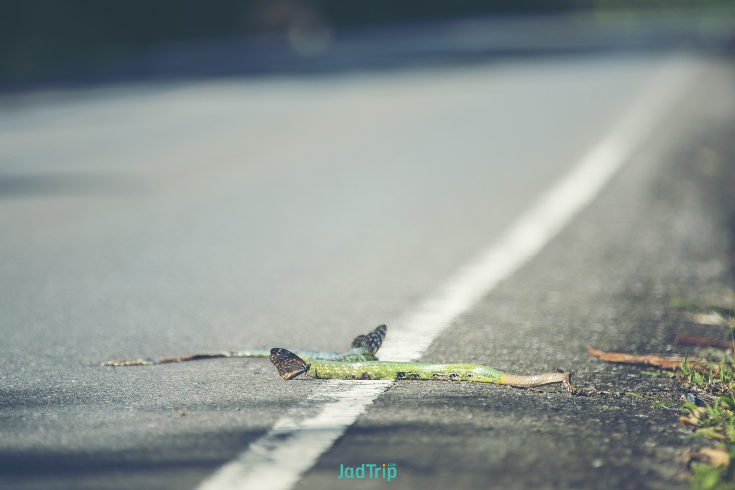 squirrels-die-road-khao-yai-national-park-thailand.jpg