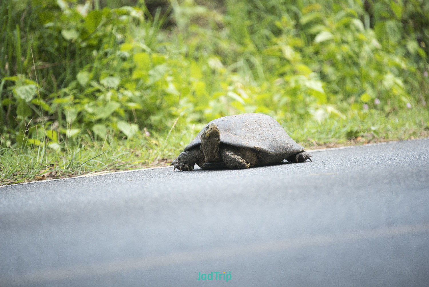 wild-asian-elephant-road-khao-yai-national-park-thailand.jpg