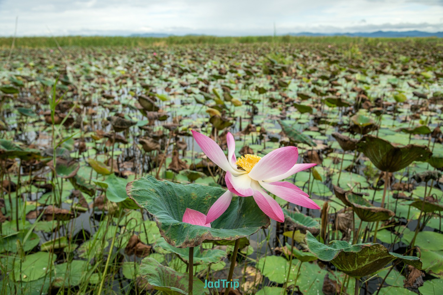 wooden-bridge-lotus-lake-khao-sam-roi-yot-national-park-thailand (1).jpg