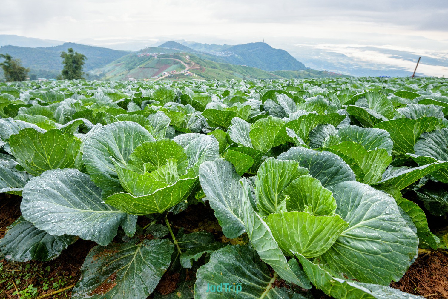 plantation-cabbage-brassica-oleracea-beautiful-nature-rows-green-vegetables-cult.jpg