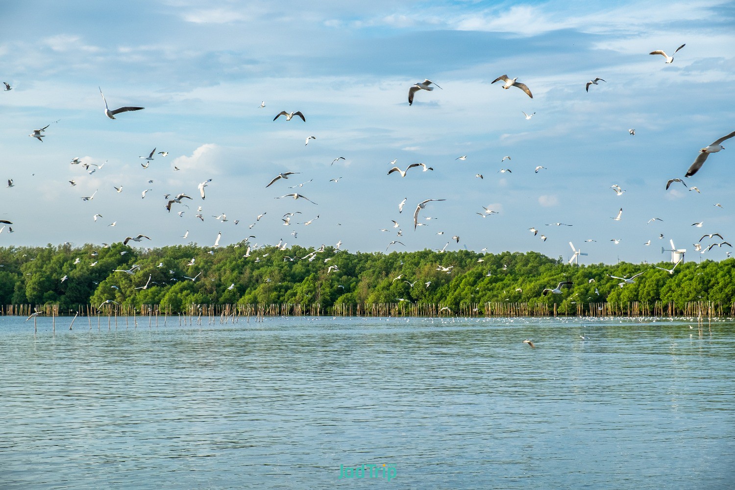 flock-seagulls-emigrate-flying-mangrove-forest-gulf-thailand.jpg