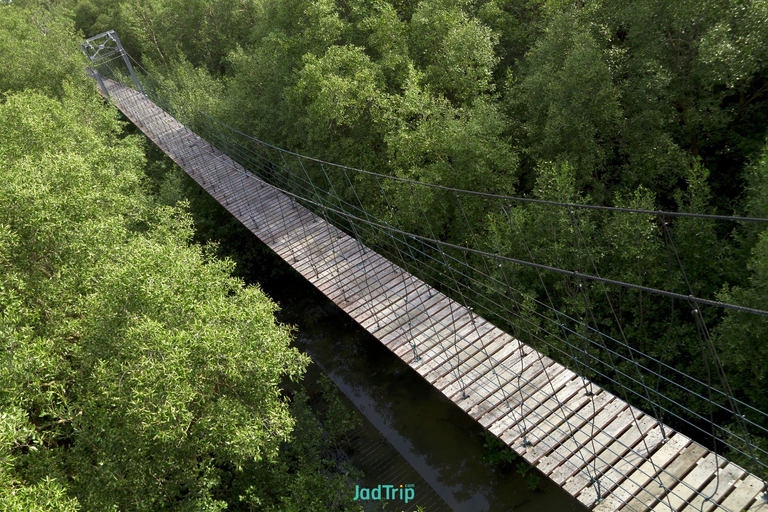 mangrove-forests-suspension-bridge-bangpoo-samut-prakan-thailand.jpg