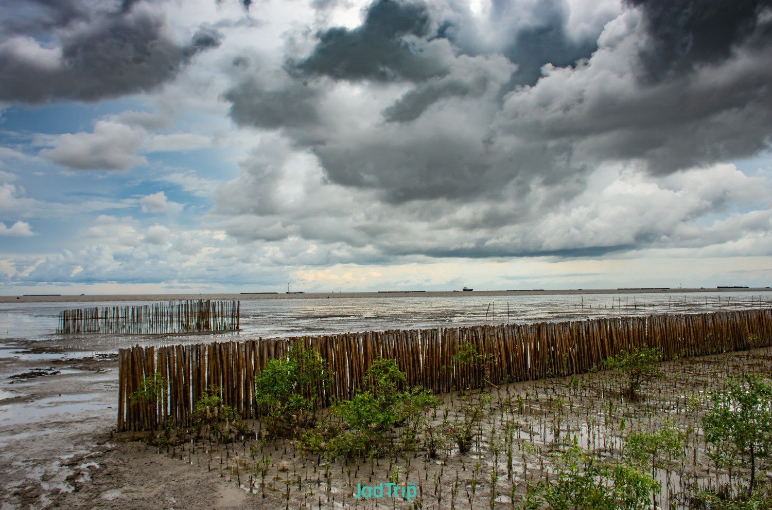 trees-planted-sea-bang-pu-samut-prakan.jpg