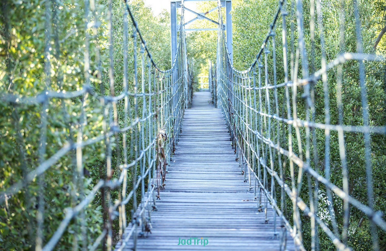wood-bridge-green-forest-bang-pu-recreation-center-samut-prakan-province-thailand.jpg