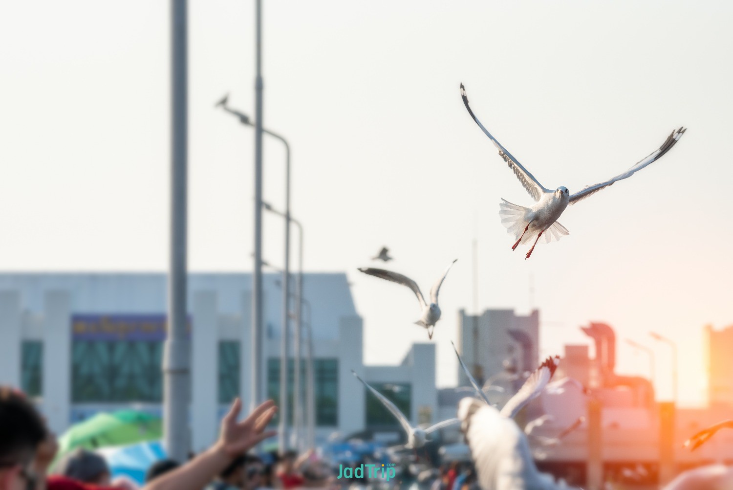 tranquil-scene-with-seagull-flying-sunset-bangpoo-samut-prakan-thailand.jpg
