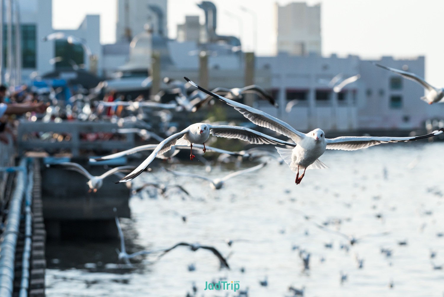 tranquil-scene-with-seagull-flying-sunset-bangpoo-samut-prakan-thailand.jpg