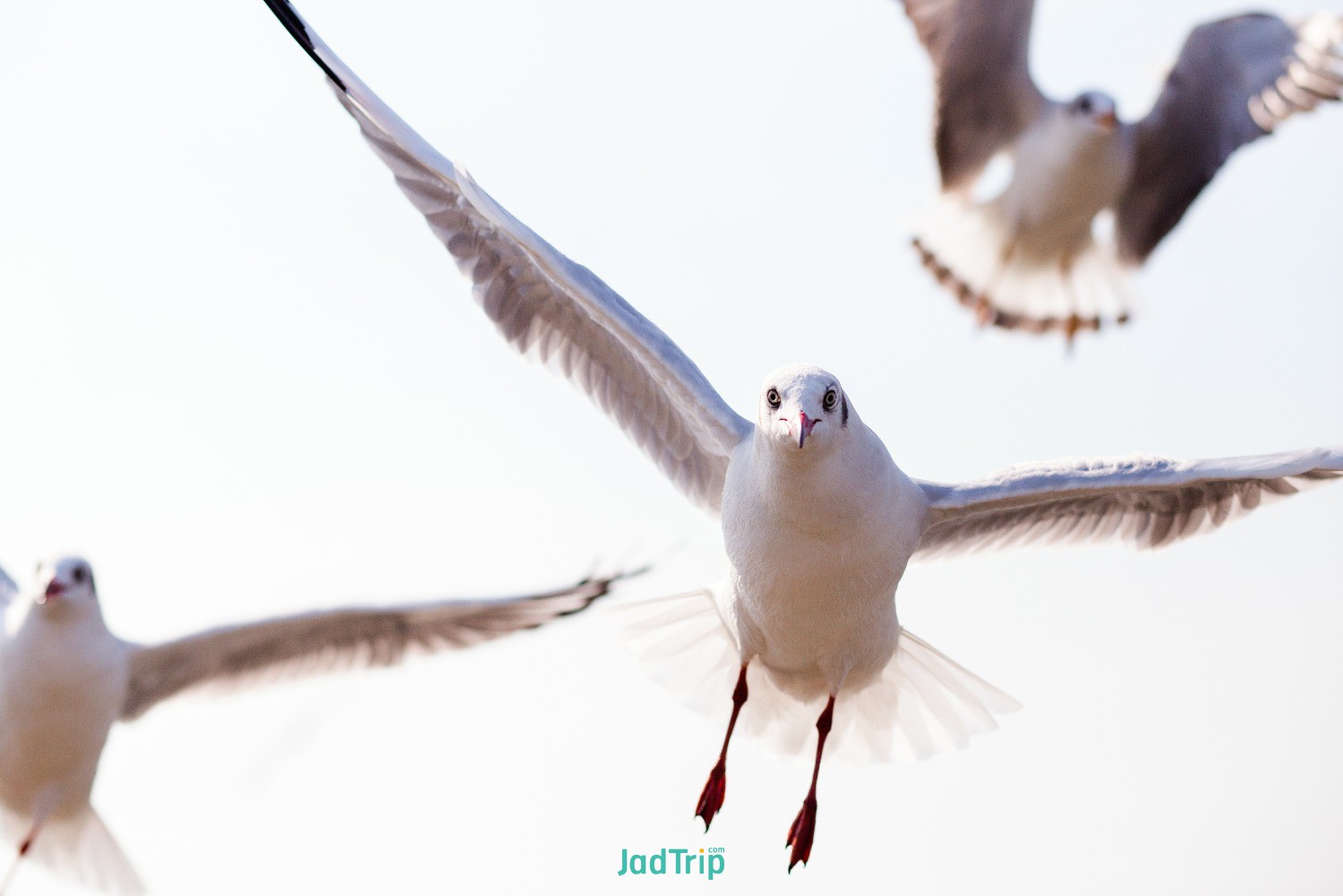 tranquil-scene-with-seagull-flying-sunset-bangpoo-samut-prakan-thailand.jpg