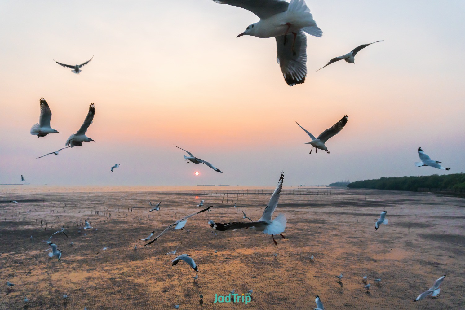 tranquil-scene-with-seagull-flying-sunset-bangpoo-samut-prakan-thailand.jpg