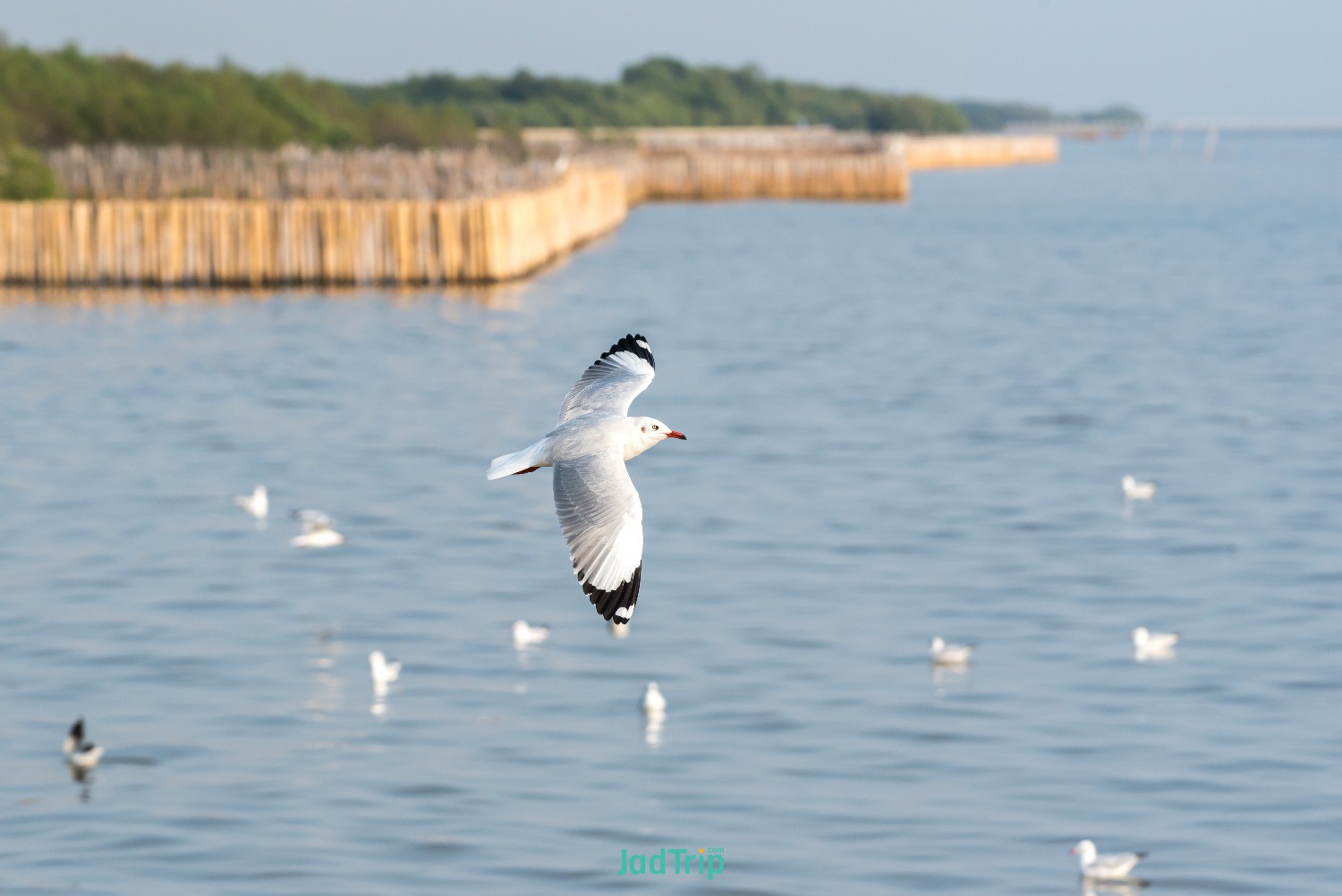 tranquil-scene-with-seagull-flying-sunset-bangpoo-samut-prakan-thailand.jpg