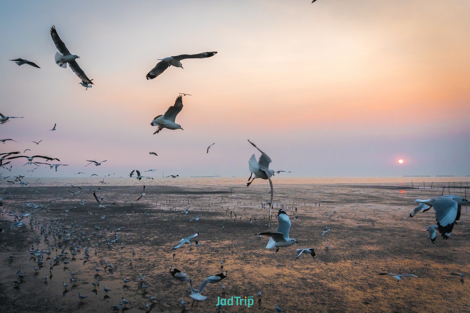 tranquil-scene-with-seagull-flying-sunset-bangpoo-samut-prakan-thailand.jpg