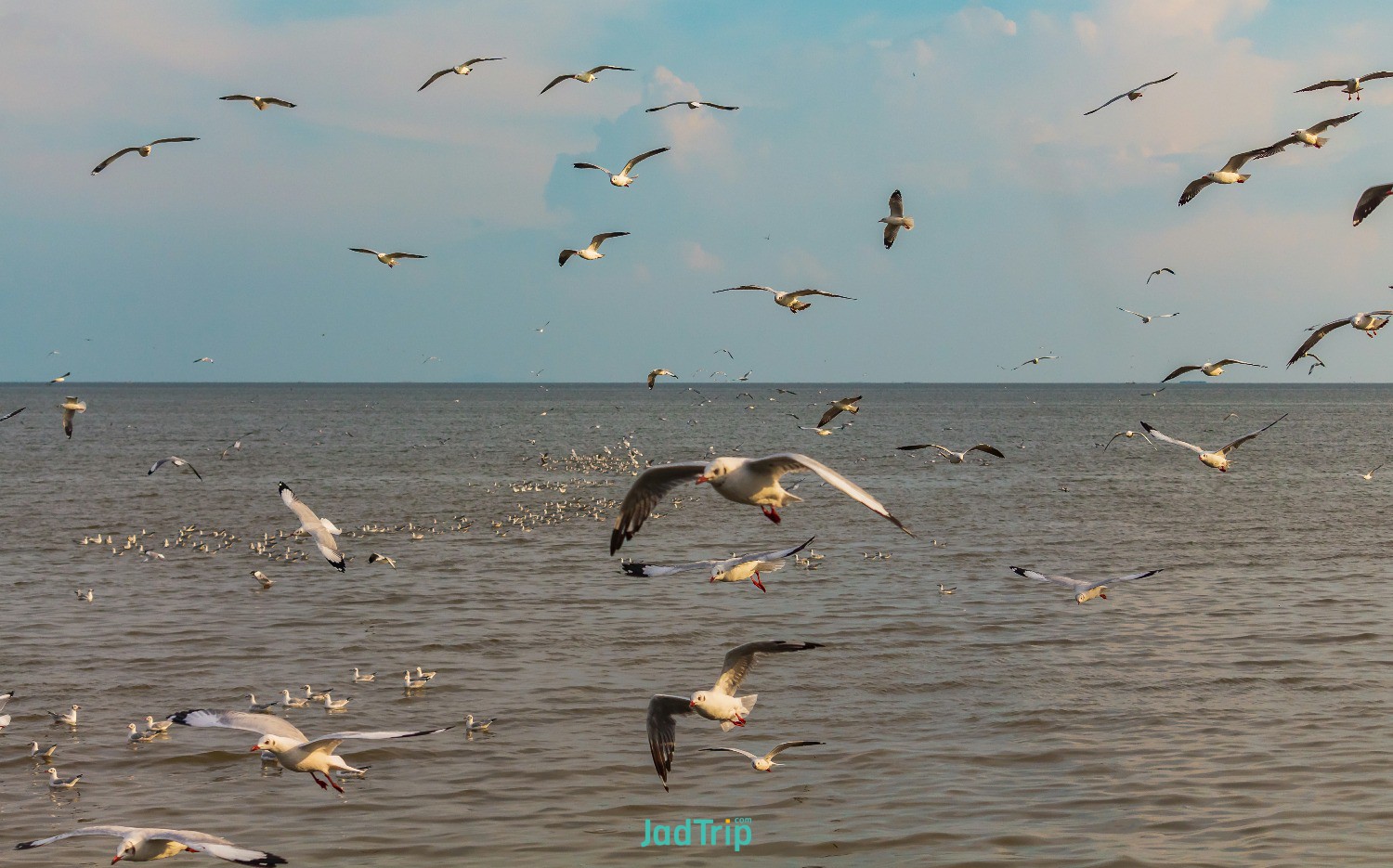 tranquil-scene-with-seagull-flying-sunset-bangpoo-samut-prakan-thailand.jpg