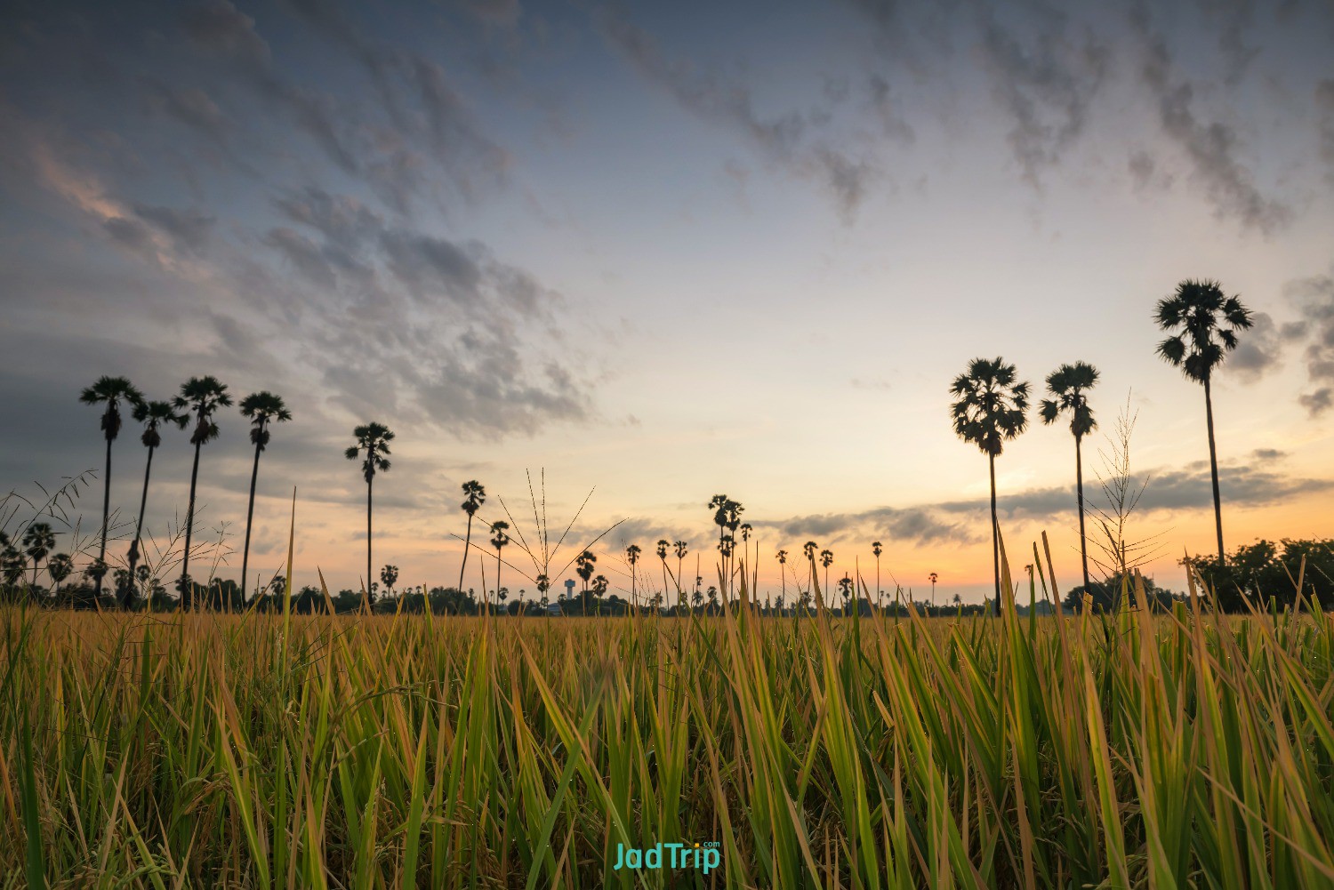 paddy-rice-grass-against-blur-palm-tree-dawn-before-sunirse-dongtan-sam-khok-pat.jpg