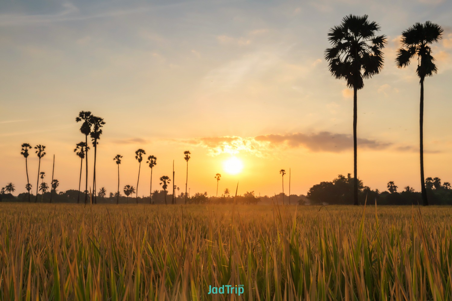 paddy-rice-grass-palm-tree-sunrise-dongtan-sam-khok-pathum-thani-thailand-agricu.jpg