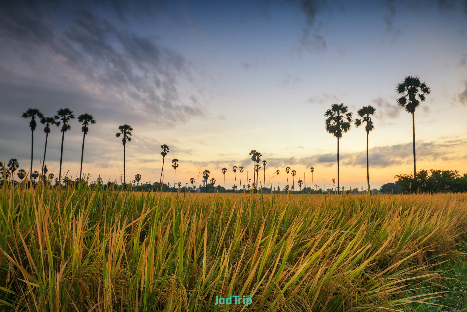 ripe-paddy-rice-blur-palm-tree-farm-dawn-before-sunirse-dongtan-sam-khok-pathum-.jpg