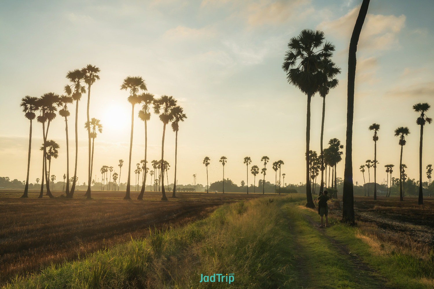 rear-photographer-capture-photo-sugar-palm-farm-sunrise-dongtan-sam-khok-pathum-.jpg