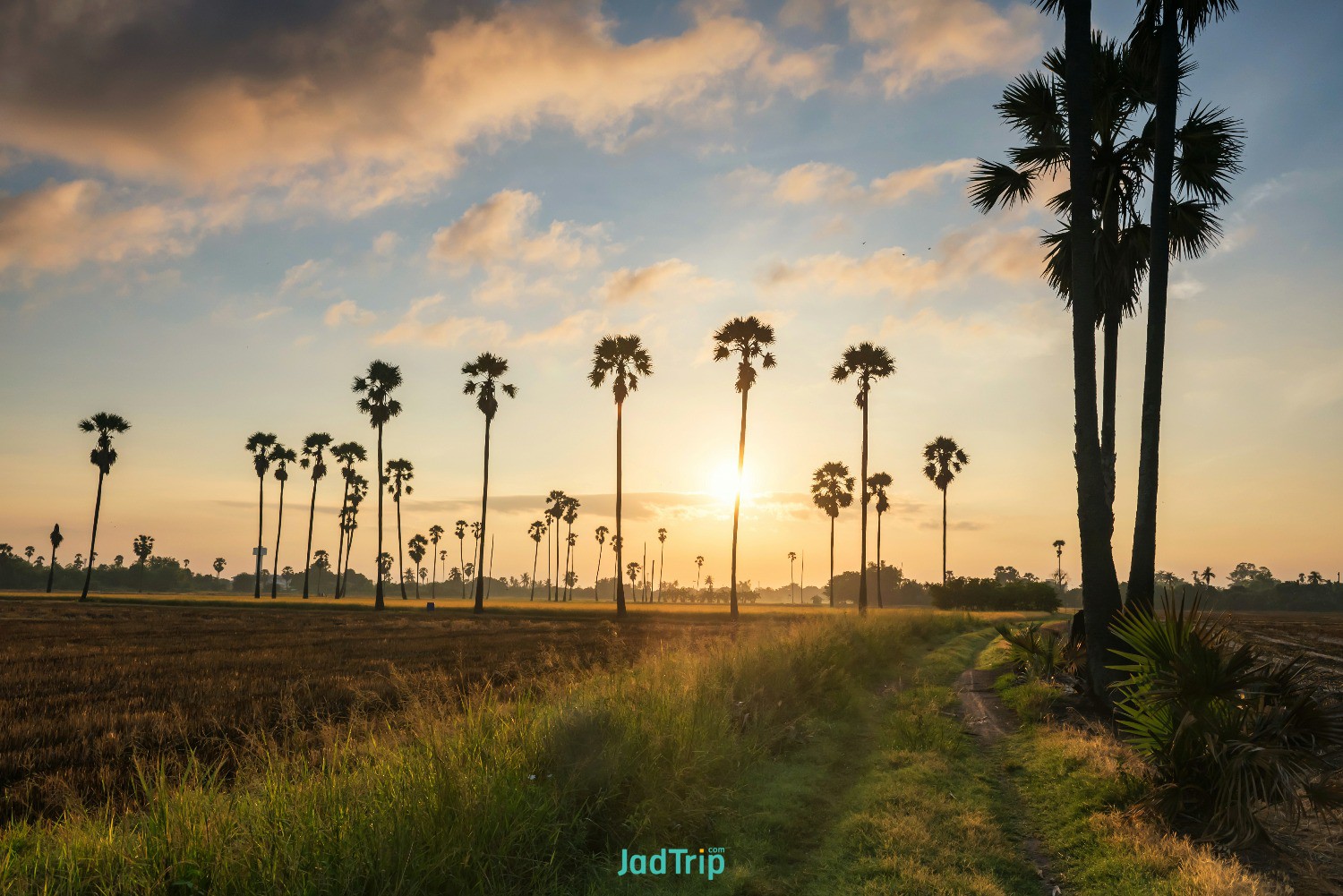 farm-footpath-sugar-palm-paddy-rice-field-sunrise-dongtan-sam-khok-pathum-thani-.jpg