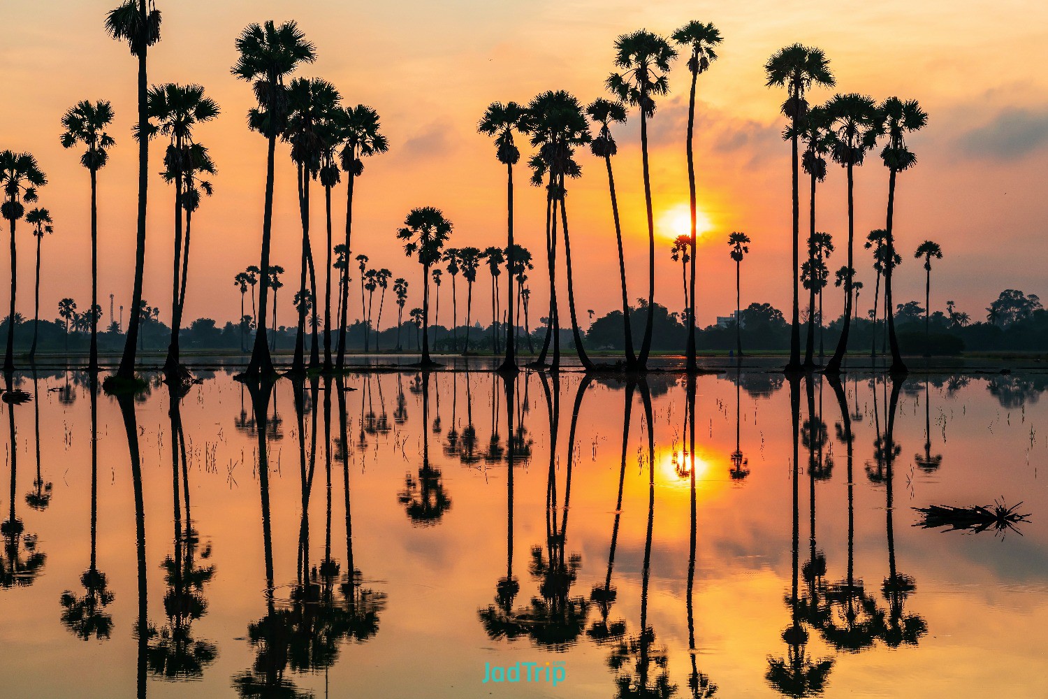 silhouette-sugar-palm-trees-with-skyline-reflection-water-twilight-sky-sunrise-d.jpg