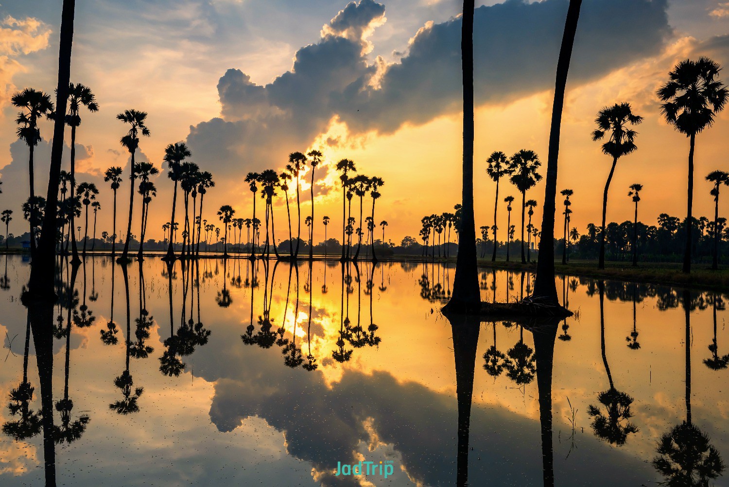 silhouette-sugar-palm-trees-with-yellow-light-cloud-reflection-water-sunrise-don.jpg