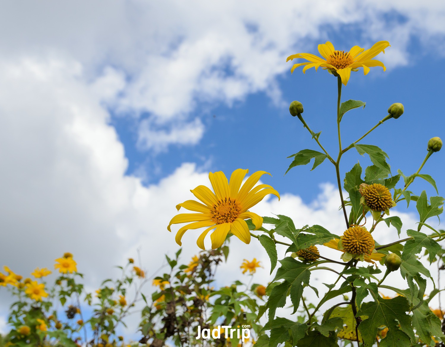 mexican-sunflower-blooming-blue-sky.jpg