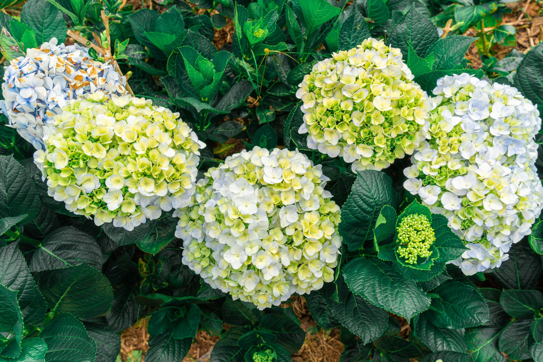 hydrangeaสะพานมือสีทอง_jadtrip (2).jpg