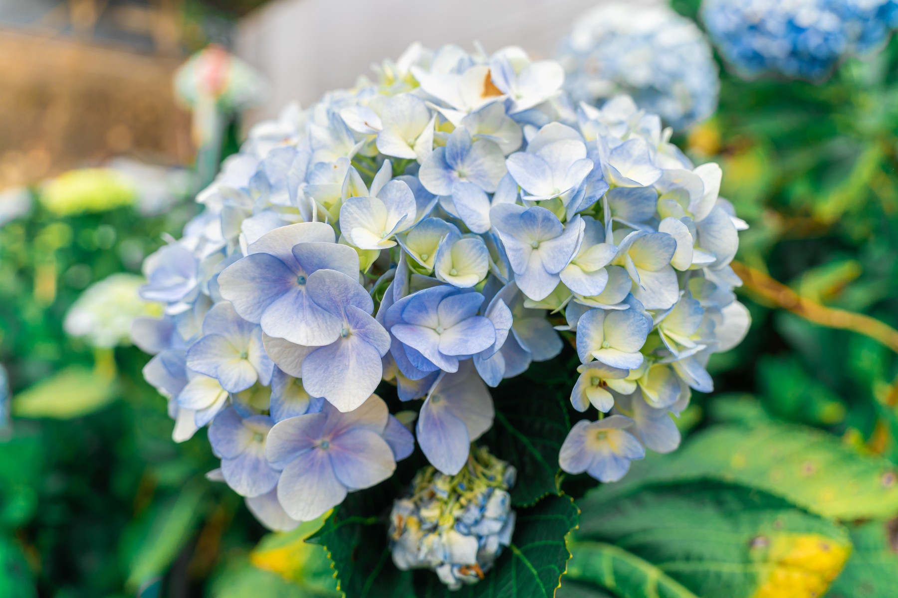 hydrangeaสะพานมือสีทอง_jadtrip (3).jpg