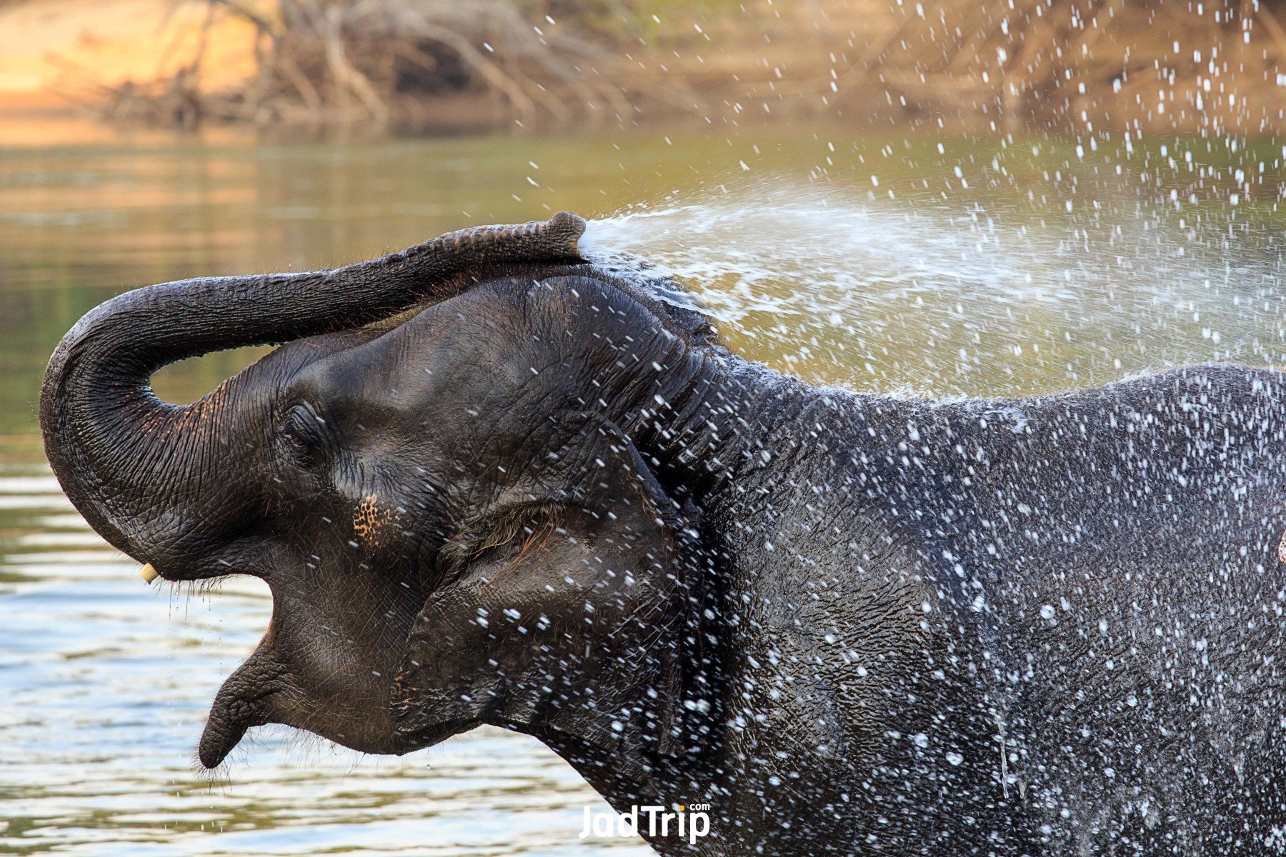 Elephant World กาญจนบุรี 1_jadtrip.jpg