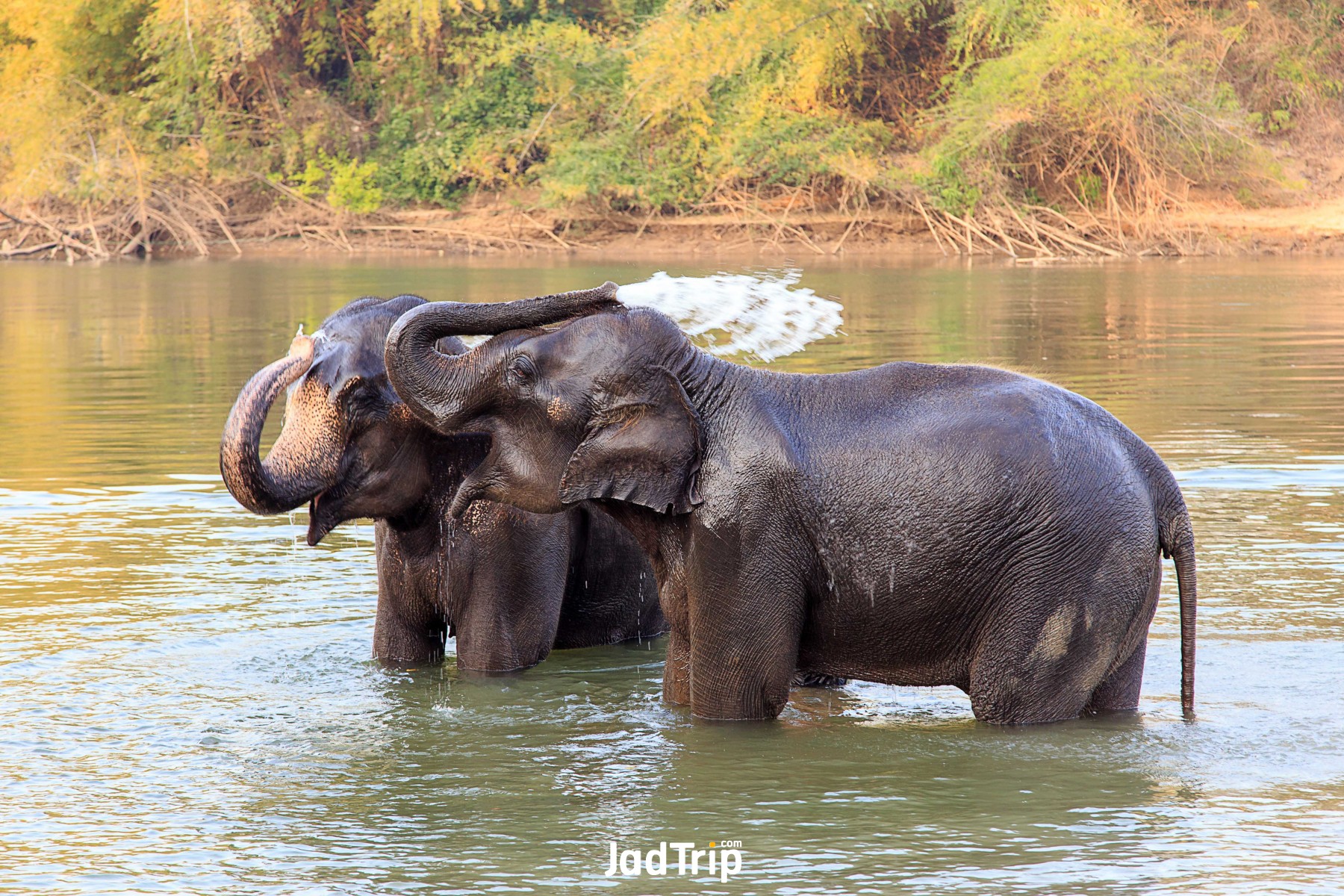 Elephant World กาญจนบุรี 8_jadtrip.jpg