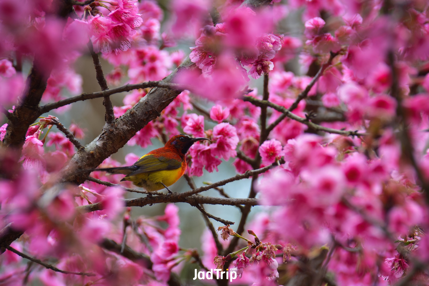 ดอยอางขาง_jadtrip (10).jpg