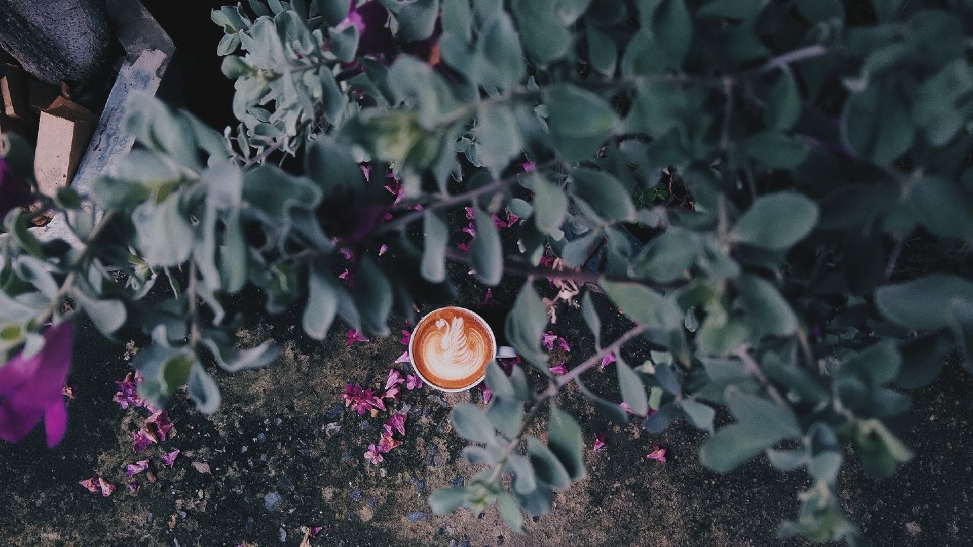 Latte bear coffee_jadtrip (6).jpg