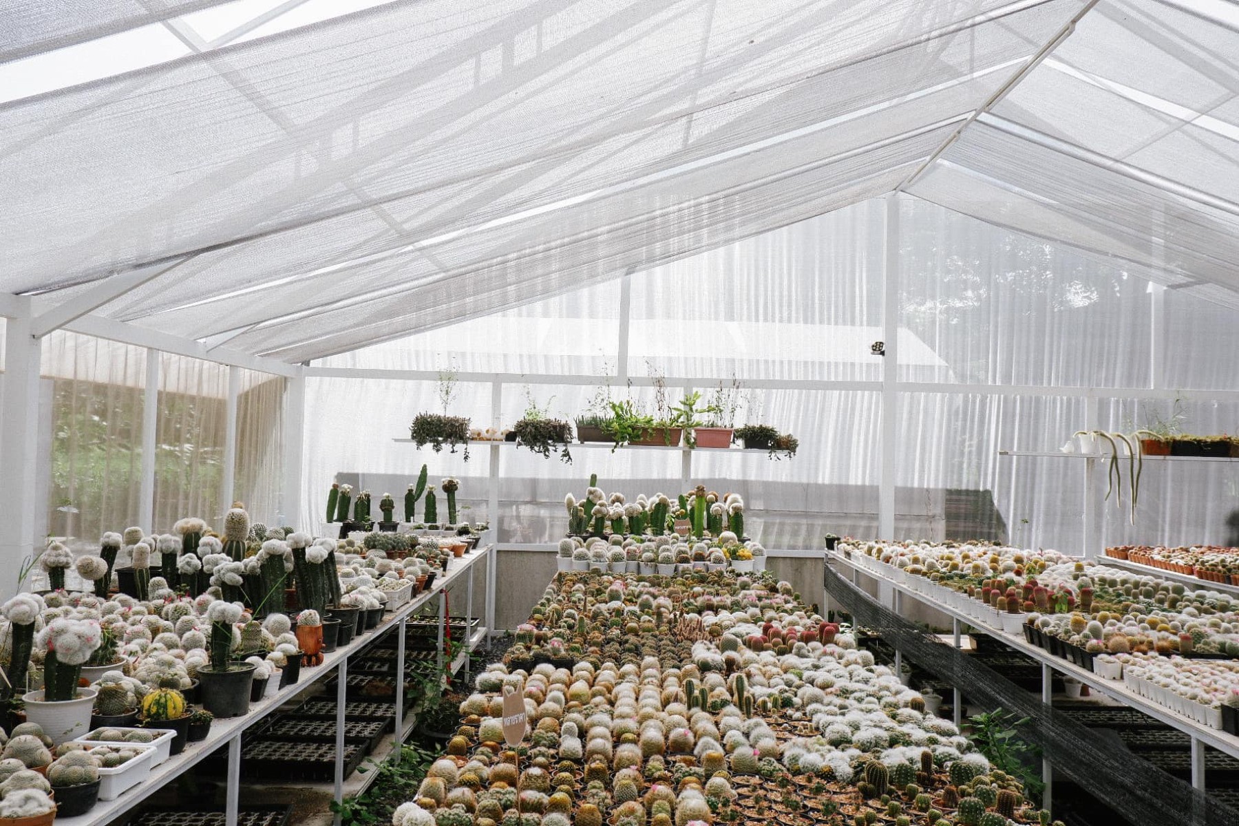 สวนไม้บ้านทุ่ง jadtrip (19).jpg