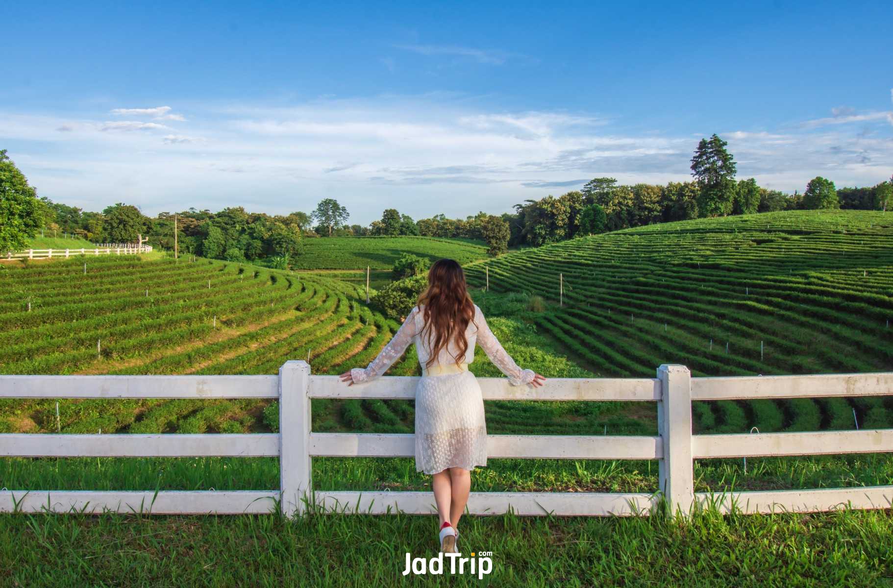 ไร่ชาฉุยฟง_jadtrip (2).jpg