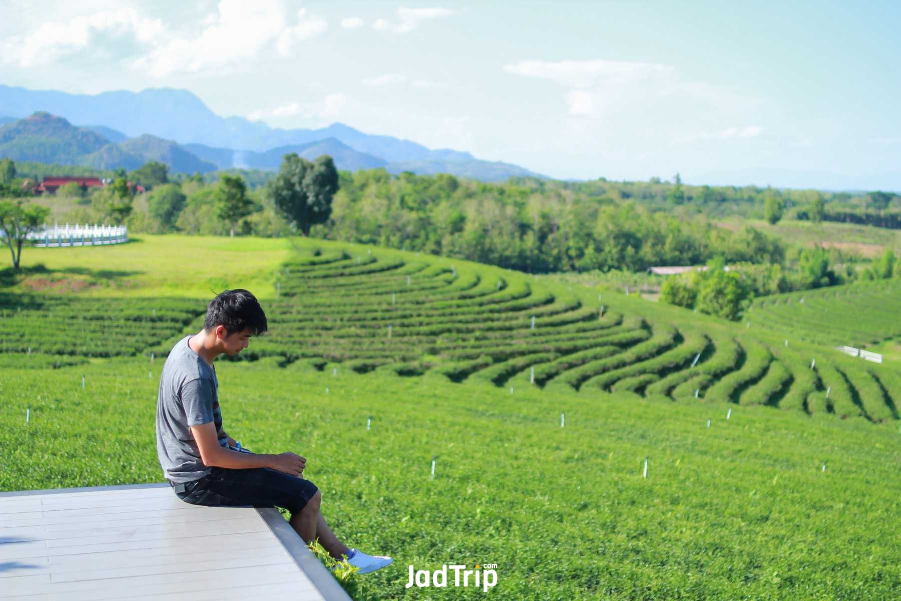 ไร่ชาฉุยฟง_jadtrip (3).jpg