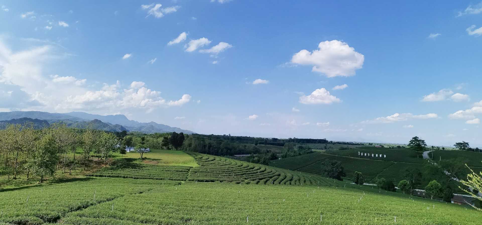 ไร่ชาฉุยฟง เชียงราย_jadtrip.jpg