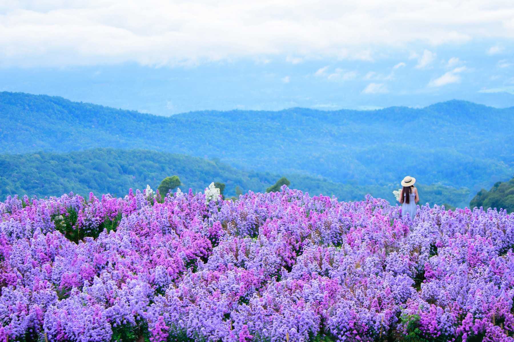 ทุ่งดอกไม้ ม่อนแจ่ม เชียงใหม่_jadtrip.jpg