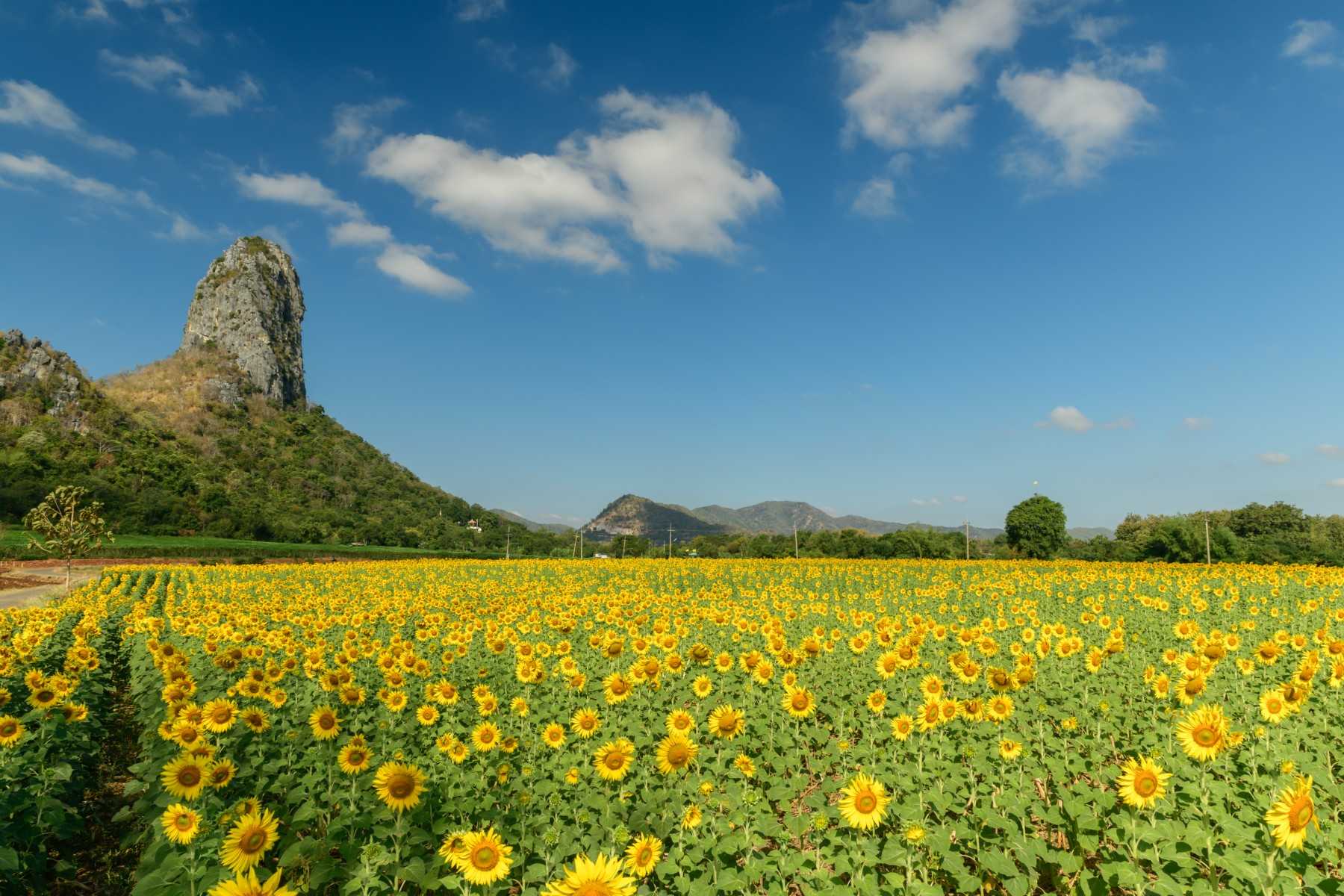 14 ทุ่งทานตะวัน ลพบุรีเขาจีนแล 2565-2566_jadtrip (13).jpg