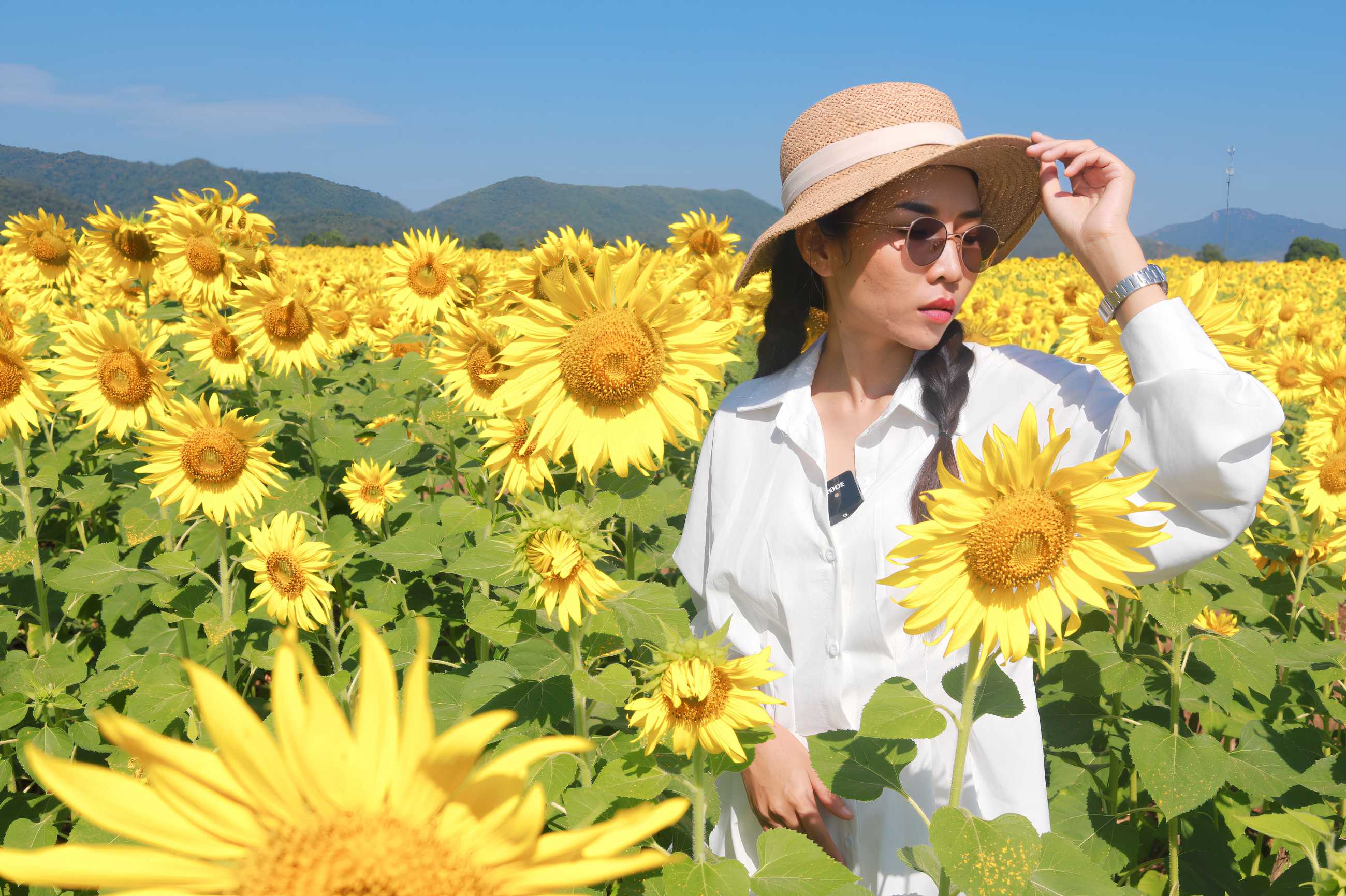 ทุ่งทานตะวันลพบุรี ไร่วิชาญ (12).jpg