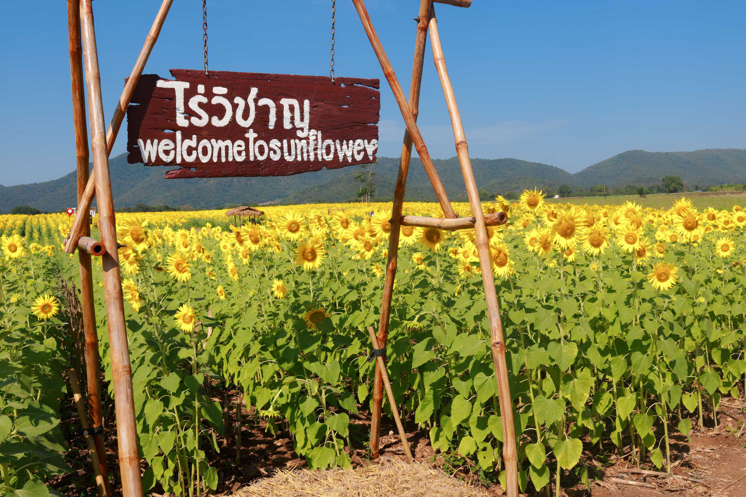 ทุ่งทานตะวันลพบุรี ไร่วิชาญ (16).jpg