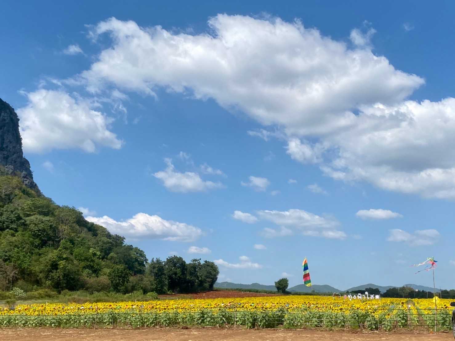 ทุ่งทานตะวัน ไร่ฟ้าใส jadtrip (10).jpg