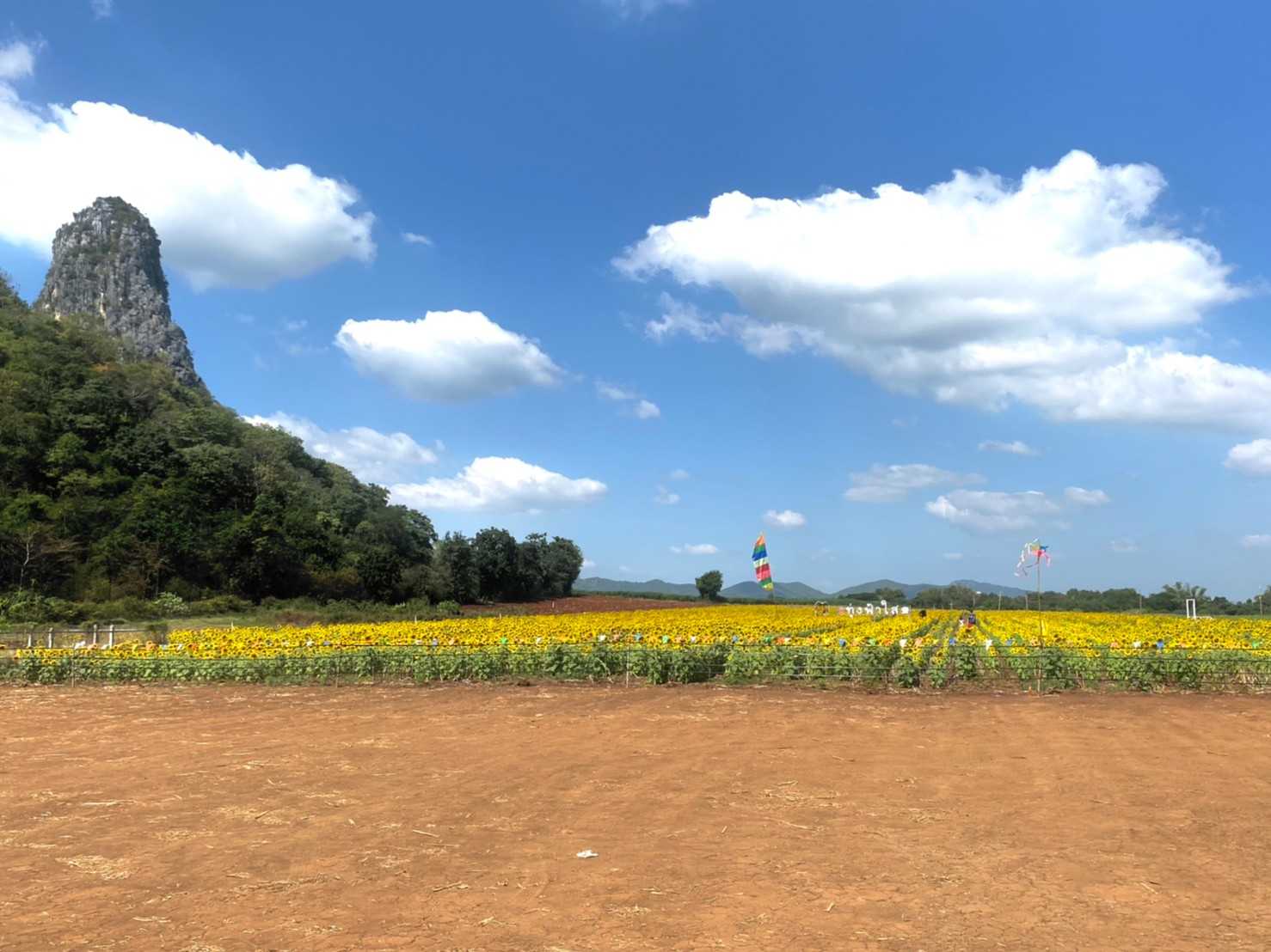 ทุ่งทานตะวัน ไร่ฟ้าใส jadtrip (15).jpg