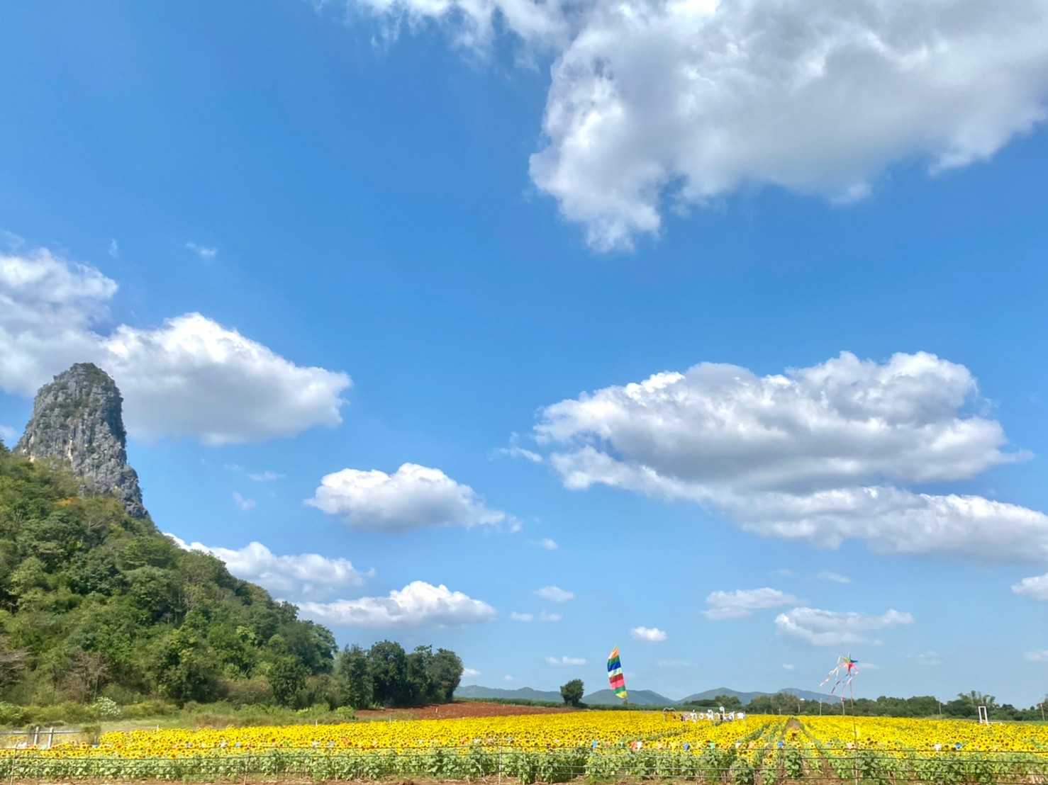 ทุ่งทานตะวัน ไร่ฟ้าใส jadtrip (17).jpg