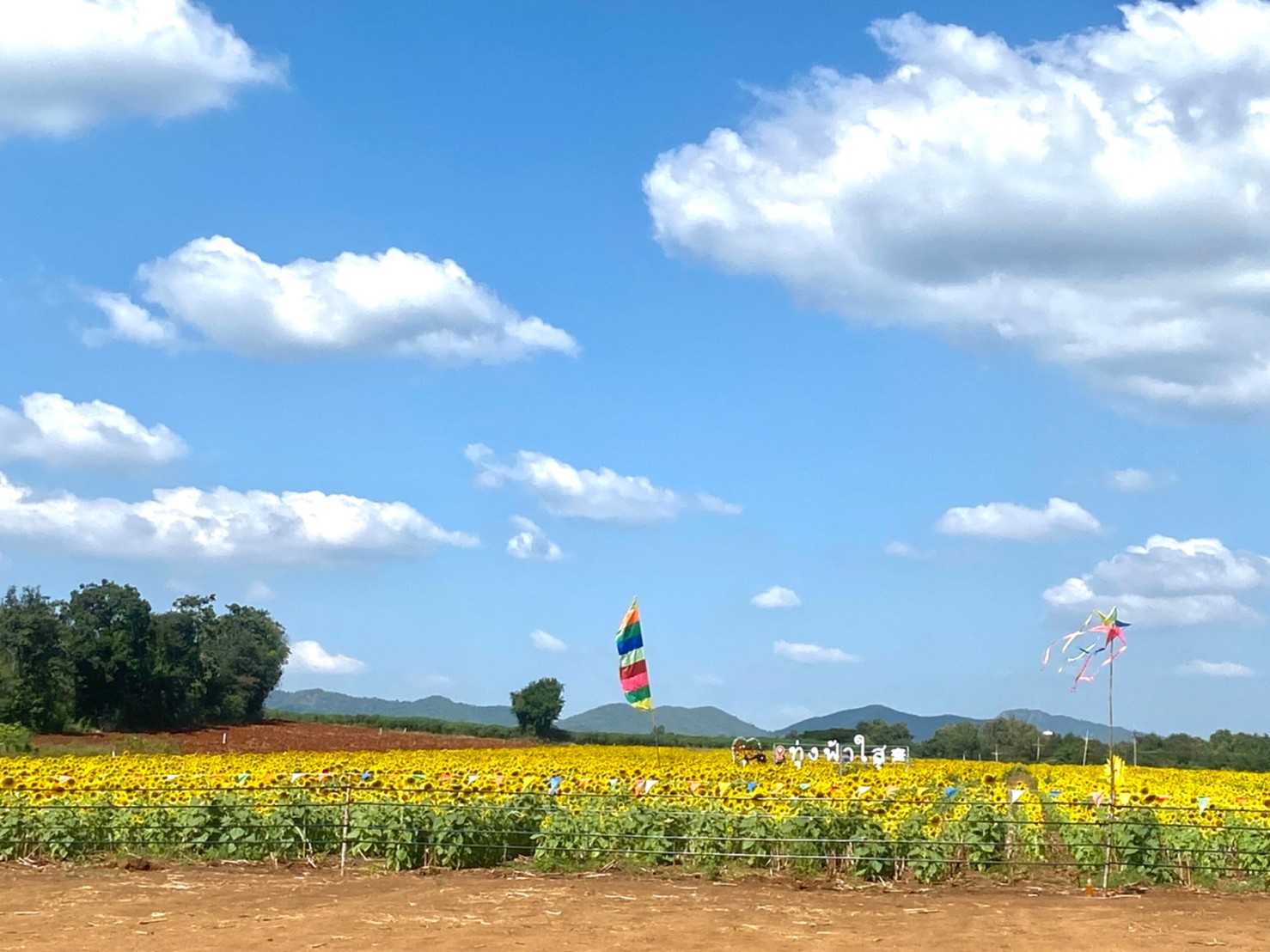 ทุ่งทานตะวัน ไร่ฟ้าใส jadtrip (18).jpg