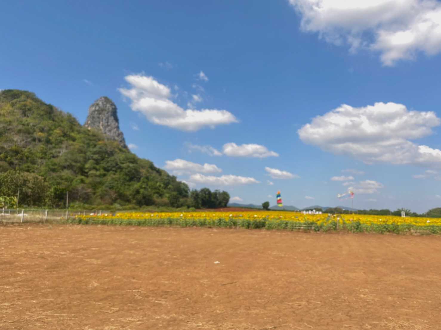 ทุ่งทานตะวัน ไร่ฟ้าใส jadtrip (19).jpg