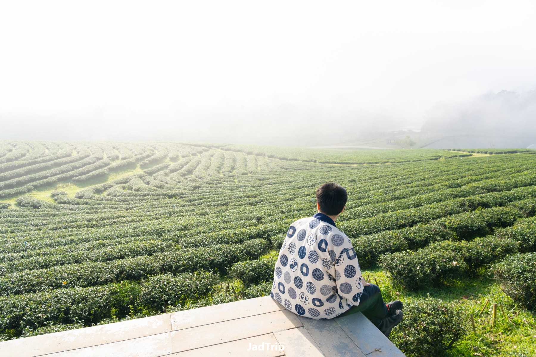 ไร่ชาฉุยฟง เชียงราย_jadtrip.jpg